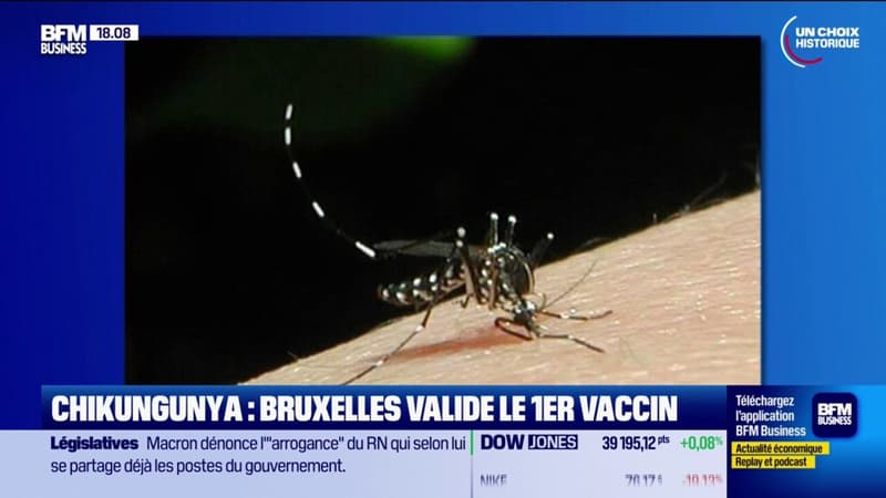 Bruxelles valide le premier vaccin contre le Chikungunya