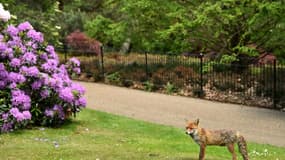 Un renard dans le parc de Greenwich, à Londres, le 14 mai 2020 (Photo d'Illustration)
