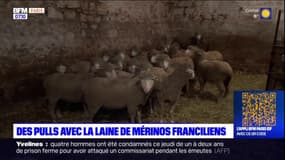 Seine-et-Marne: des pulls avec de la laine de Mérinos locale
