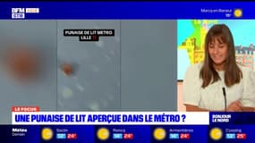 Le Focus: une punaise de lit aperçue dans le métro à Lille?