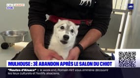 Mulhouse: nouvel abandon après le salon du chiot