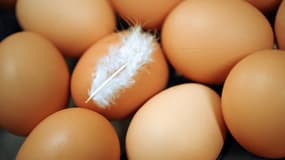La France est le premier producteur de l'Union européenne avec 14,3 milliards d'œufs produits en 2013.