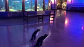 À Chicago, deux pingouins se baladent librement dans un aquarium fermé en raison du coronavirus