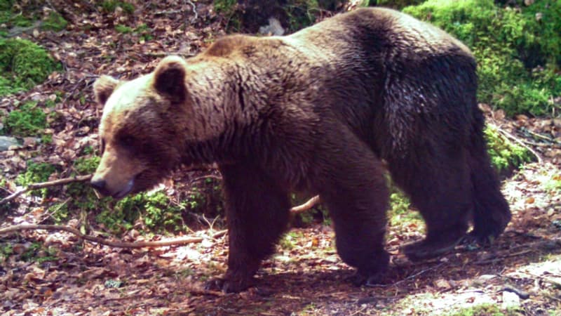 Pyrénées: nouvelle augmentation du nombre d'ours en 2021
