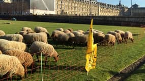 Des éleveurs ont investi le jardin des Tuileries et fait brouter leurs brebis sur la pelouse.