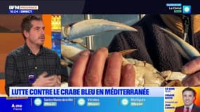 Étang de Berre : le crabe bleu se multiplie en Méditerranée et menace la biodiversité locale