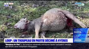 Hyères: un troupeau en partie décimé par un loup