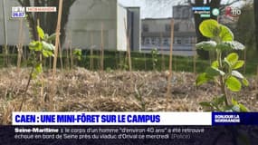 Caen: une mini-forêt implantée à l'université