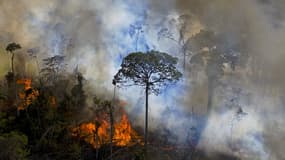 La forêt amazonienne en proie aux incendies, le 15 août 2020.