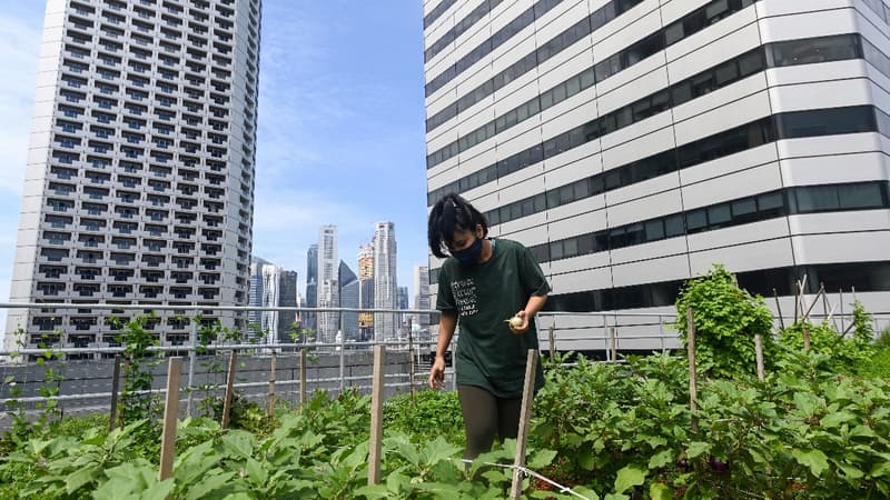 Jeunes pousses sur gratte-ciels: l'agriculture sur les toits de Singapour décolle
