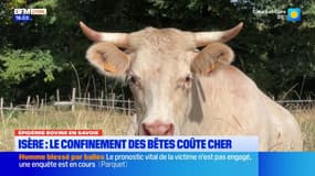 Isère : le confinement des bêtes coûte cher