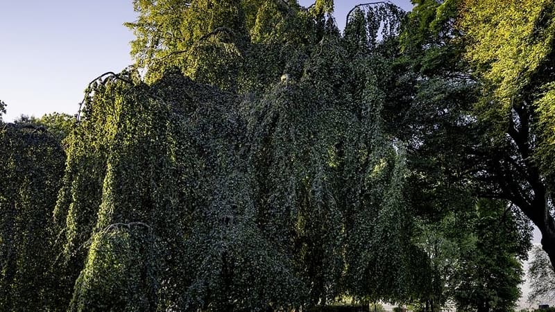 Un hêtre centenaire du Nord élu arbre de l'année