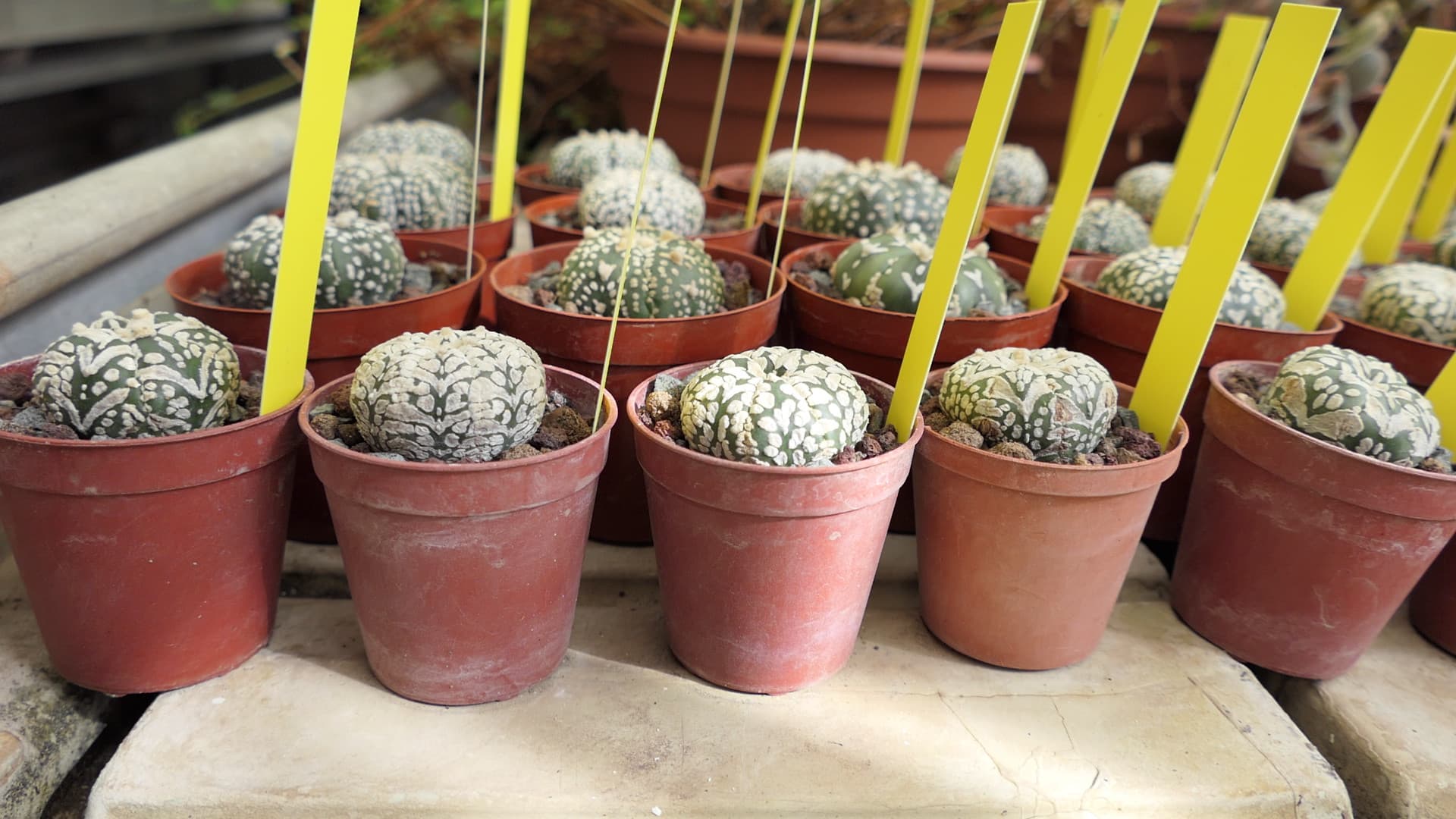 Des cactus-oursins saisis