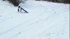 Ce chien remonte lui-même sa luge pour dévaler sur la neige