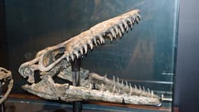 Un squelette de mosasaurus au musée des Montagnes rocheuses, dans le Montana (image d'illustration)