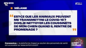 Est-ce que les animaux peuvent me transmettre le Covid-19 ?