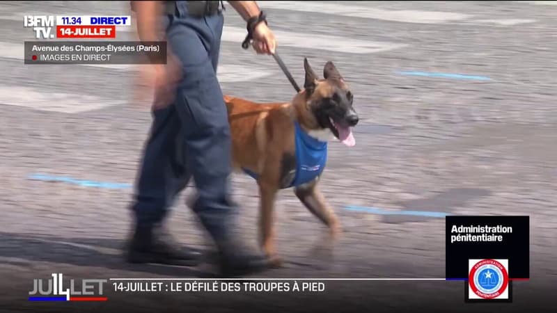 14-Juillet: le défilé, une première pour les chiens de l'administration pénitentiaire