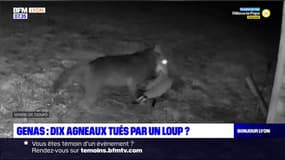 Genas: dix agneaux tués par un loup?