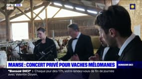 Hautes-Alpes: quatre artistes chantent pour... des vaches de la ferme du col de Manse