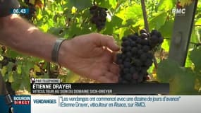 En Alsace, les vendanges ont commencé avec une dizaine de jours d'avance