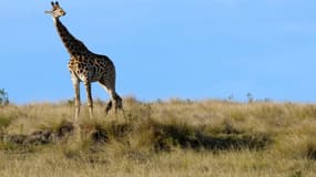 Une girafe en Afrique du sud