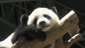 Pour son anniversaire, ce jeune panda a été particulièrement gâté!