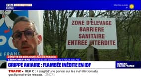 Île-de-France: faut-il s'inquiéter de la flambée des cas de grippe aviaire?