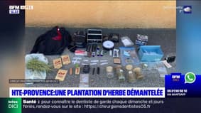 Alpes-de-Haute-Provence: une plantation de cannabis démantelée entre Lurs et Bevons, deux hommes condamnés