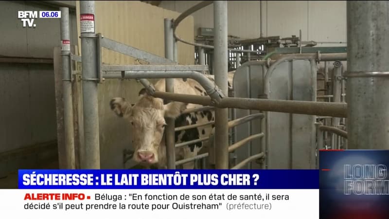 Avec la sécheresse, les prix du lait vont probablement s'envoler