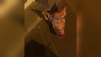 Une des têtes de cochon retrouvées devant plusieurs mosquées, ce mardi 9 septembre.
