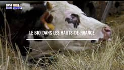 Agriculteurs, éleveurs, producteurs, pêcheurs des Hauts-de-France : Le bio dans les Hauts-de-France 