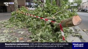 "On regarde les déchirures": après les orages, les arbres encore debout doivent être surveillés de près