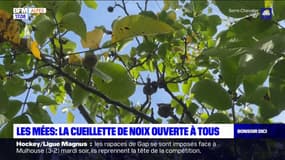 Les Mées: ils viennent cueillir les noix directement sur l'arbre