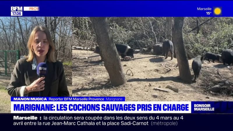 Marignane: 62 cochons sauvages capturés et pris en charge en deux jours