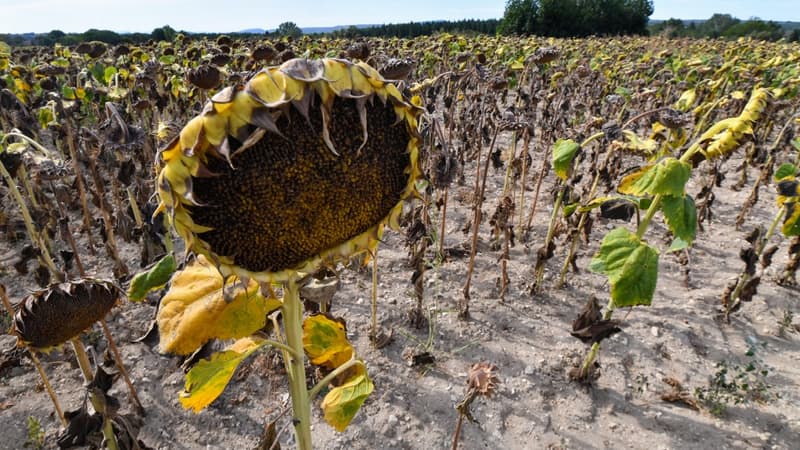 Blé, tournesol, luzerne... Y aura-t-il assez de semences en 2023?