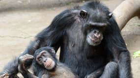 Chimpanzés du zoo de Leipzig, en Allemagne. (Illustration)