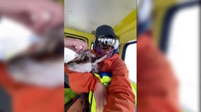 Un déneigeur a tenté de sauver un chamois retrouvé recouvert de glace au col du Lautaret.