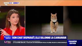 Une influenceuse allemande perd son chat en Camargue et lance une grande opération de recherche
