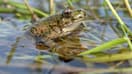 La création de nouvelles mares permet aux libellules et aux amphibiens, "très menacés", de trouver des zones d'habitat. (Illustration)
