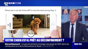 Votre chien est-il prêt au déconfinement ? - 30/04