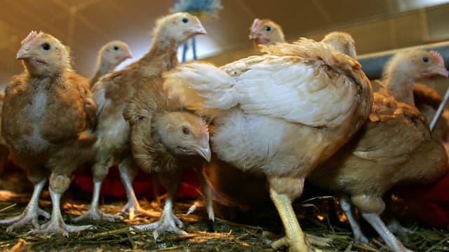 Face à la nouvelle épidémie de grippe aviaire, les élevages sont contraints de prendre des mesures draconiennes. (Photo d'illustration)