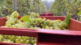 Plusieurs personnes qui travaillaient dans les vignes pour les vendanges sont mortes la semaine dernière en France
