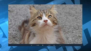 Le chat avait été tué le 31 mai dernier.