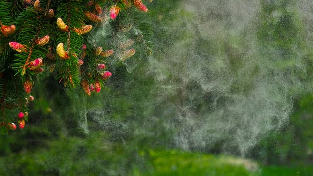 Un arbre expulse ses pollens