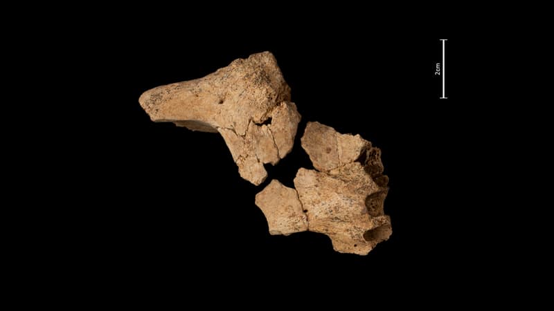 Un os facial partiel d'un hominidé découvert sur le site de Sima del Elefante, dans la Sierra de Atapuerca, pris en photo le 8 juillet