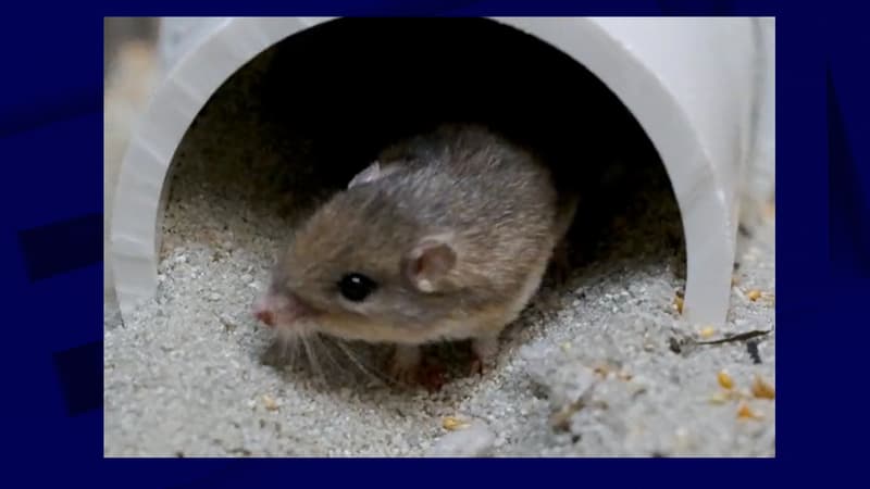 États-Unis: âgée de neuf ans et 209 jours, "Pat" est la souris la plus vieille du monde en captivité