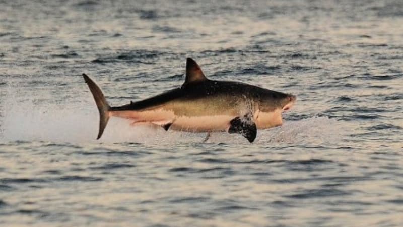 Une vingtaine de requins bouledogues vont être abattus en Nouvelle-Calédonie