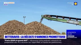 Alsace: la récolte des betteraves est lancée