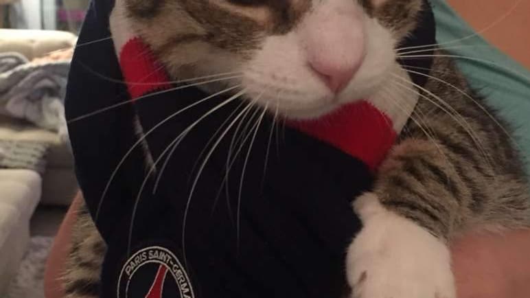 Zlatan, le chat de Stéphane Cabrelli