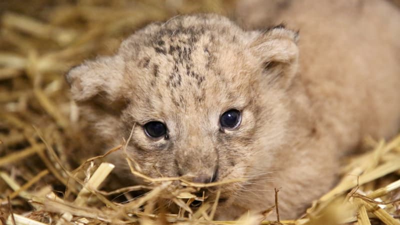 Le petit lion est né le 23 septembre. Photo du Zoo Pairi Daiza @JardinDesMondes
